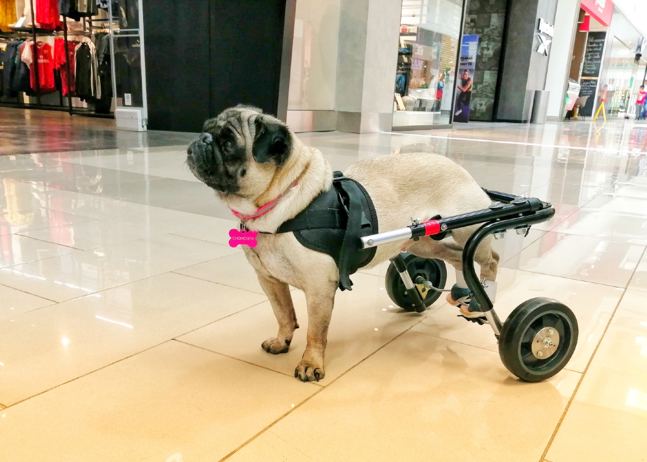 Toyota y NucleumPet impulsan donatón para perros con discapacidad