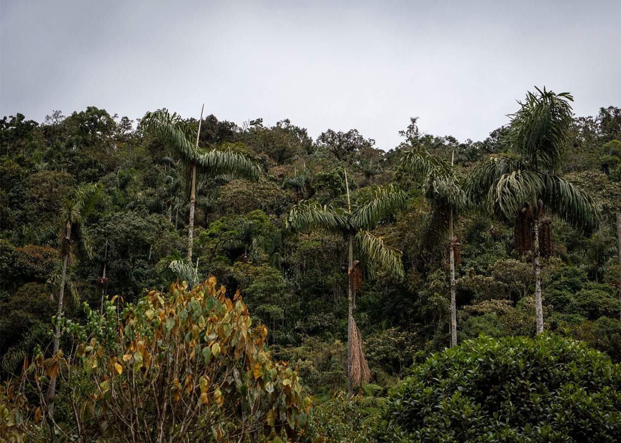 Bosque Autodigital KTM y Husqvarna se unen a Terrasos para proteger el bosque andino